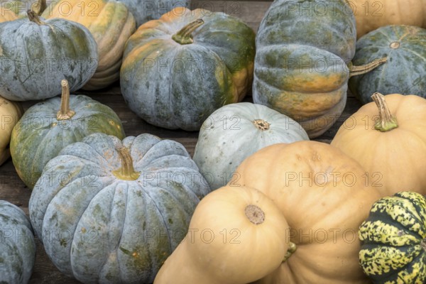 Various pumpkins in blue, yellow and orange arranged on a wooden table, North Rhine-Westphalia,