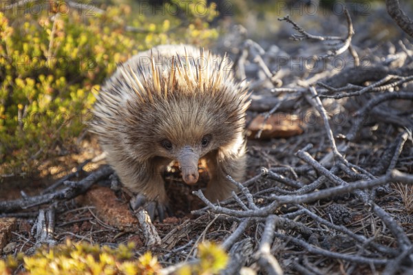 An echidna searches for food and rummages through the ground along the path at sunset. Warm light