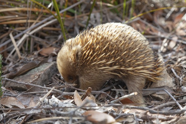 An ant hedgehog searches for food and rummages through the ground along the path at sunset. Warm