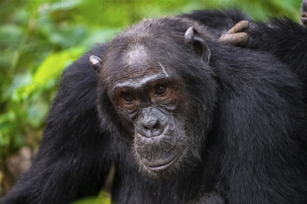 Chimpanzee (Pan Troglodytes), animal portrait, male grooming in the jungle, Kibale National Park,