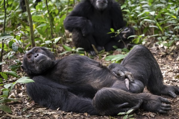 Adult male with hand on penis, chimpanzee (Pan Troglodytes), adult male lying funny in the jungle,