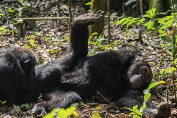 Chimpanzee (Pan Troglodytes) sticks foot in the air, male defrosting, grooming in the jungle,