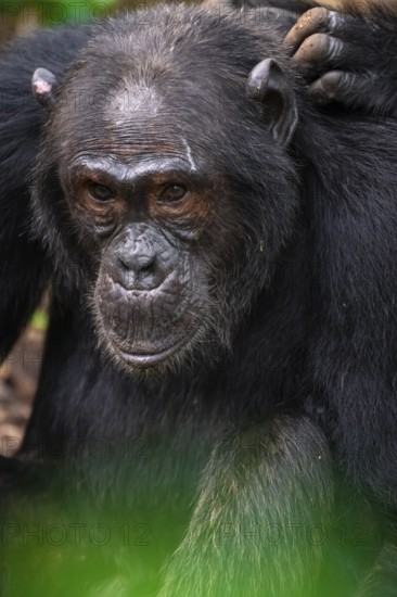 Chimpanzee (Pan Troglodytes), animal portrait, male grooming in the jungle, Kibale National Park,