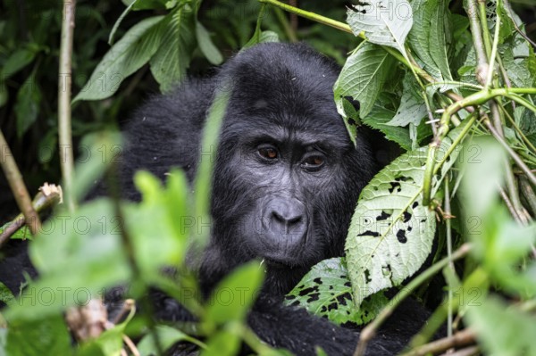 Mountain gorilla (Gorilla beringei beringei), between leaves, animal portrait, Bwindi Impenetrable