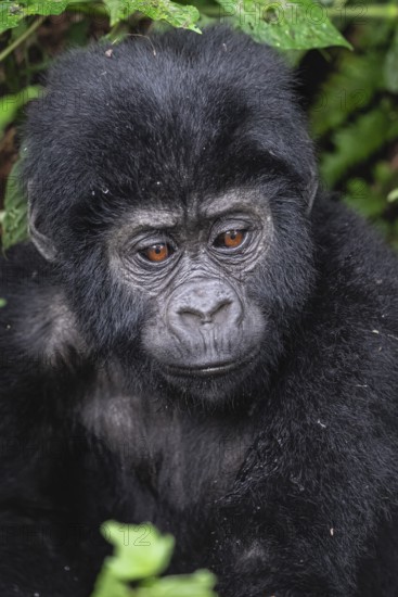 Mountain gorilla (Gorilla beringei beringei), young animal portrait, Bwindi Impenetrable Forest,