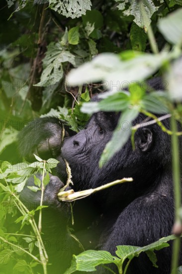 Mountain gorilla (Gorilla beringei beringei), eating leaves, animal portrait, Bwindi Impenetrable