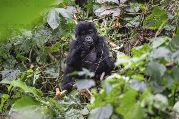 Mountain gorilla (Gorilla beringei beringei), juvenile, eats leaves, Bwindi Impenetrable Forest,