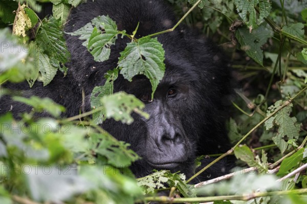 Mountain gorilla (Gorilla beringei beringei), Silverback, between leaves, animal portrait, Bwindi