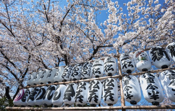 Blooming cherry trees and lanterns with Japanese characters, Buddhist temple complex, Senso-ji