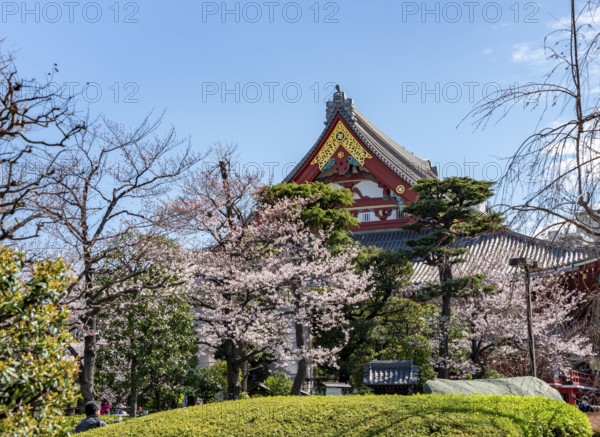 Blooming cherry trees and red-gold roof gable of a temple building, Buddhist temple complex,