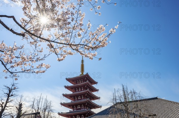 Blooming cherry trees with sun star, five-story pagoda, Buddhist temple complex, Asakusa shrine or