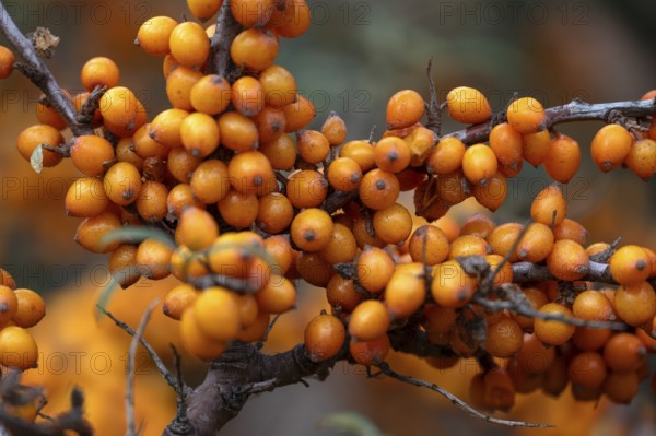 Ripe sea buckthorn fruits (Hippophae rhamnoides) on a bush, Darß, Mecklenburg-Western Pomerania,