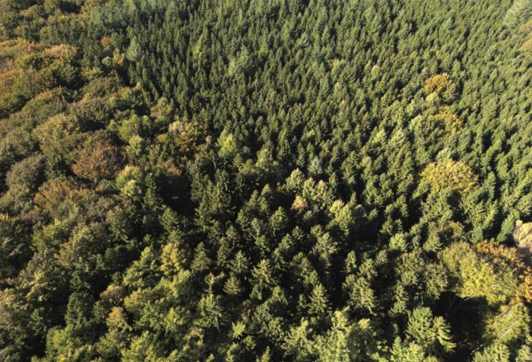 Aerial view, drone view of a mixed forest in the Harz Mountains, Saxony-Anhalt, Germany
