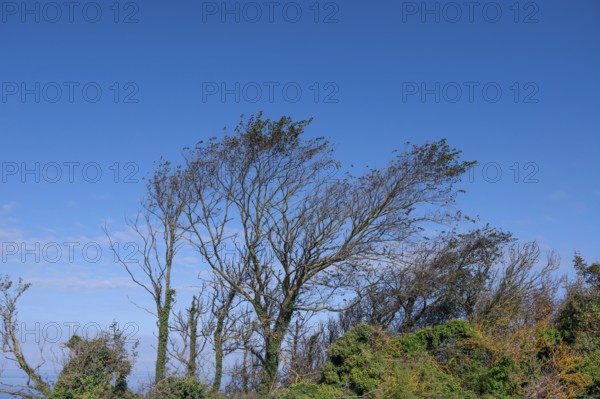 Sloping trees, so-called wind escapes on the Baltic Sea, Ahrenshopp, Darß, Mecklenburg-Western