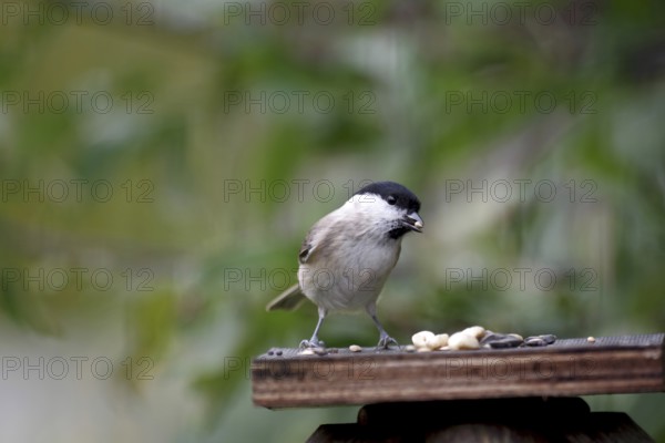 Swamp tit (Poecile palustris), bird food, autumn, garden, Germany, bird feeding in songbirds, the