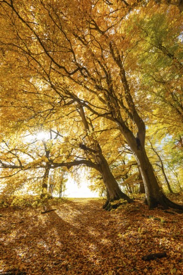Bright autumn forest with large trees along a sunny hiking trail. Golden leaves cover the ground,