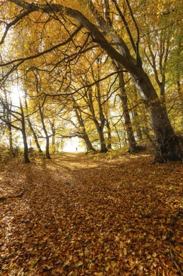 Woman wanders. Bright autumn forest with large trees along a sunny hiking trail. Golden leaves