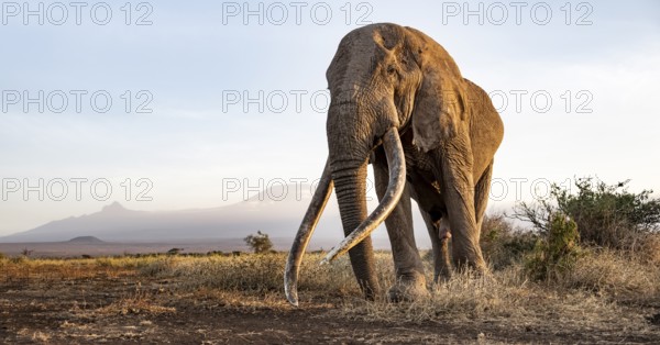African elephant (Loxodonta africana), the famous Super Tusker elephant Craig, old bull elephant