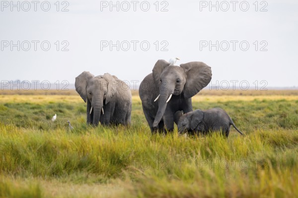 African elephant (Loxodonta africana), group with young animal in Longinye swamp with cow herons