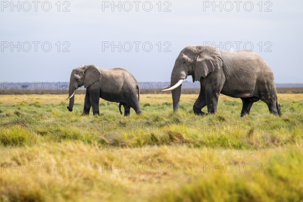 African elephant (Loxodonta africana), two animals in Longinye swamp with herons (Bubulcus ibis),