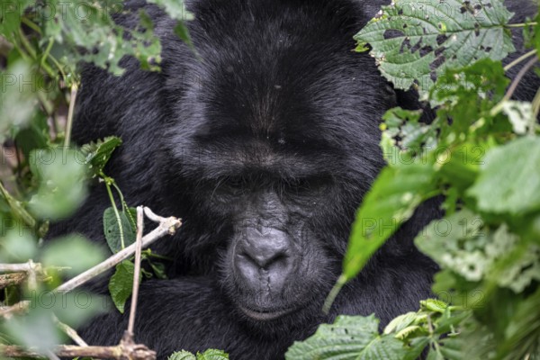 Mountain gorilla (Gorilla beringei beringei), between leaves, animal portrait, Bwindi Impenetrable