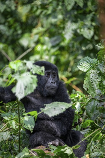 Mountain gorilla (Gorilla beringei beringei), juvenile among leaves, Bwindi Impenetrable Forest,