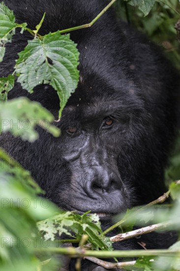 Mountain gorilla (Gorilla beringei beringei), adult male, silverback, animal portrait, among