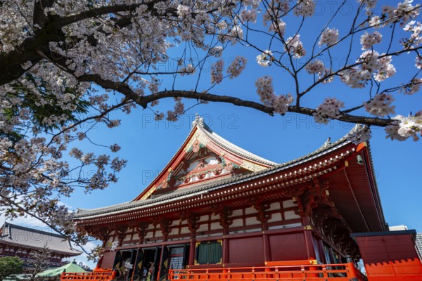 Cherry Blossoms and Red Temple, Buddhist Temple Complex, Japanese Cherry Blossom, Asakusa Shrine or