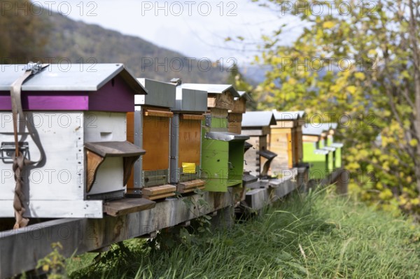 Apiary, bee houses in a row lined up. Beekeeping insects in housing. Producing honey in colourful