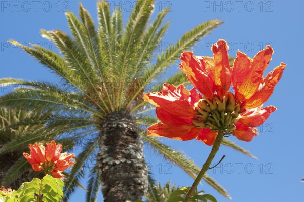 In front, red petals of African tulip tree (Spathodea campanulata) in the background green crown of