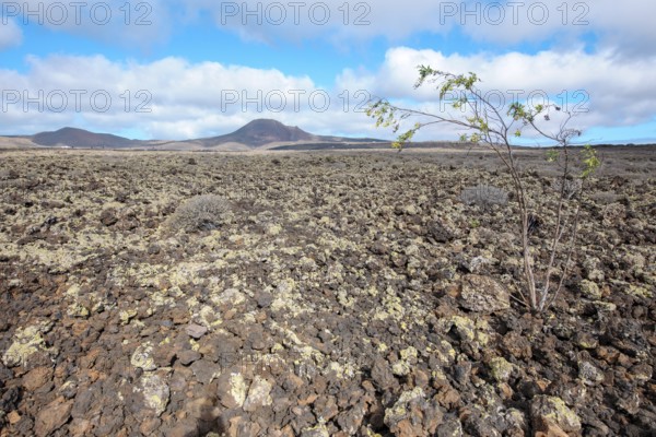Lava landscape with lava rock volcanic rock from cold lava, on the right young tree bush with thin