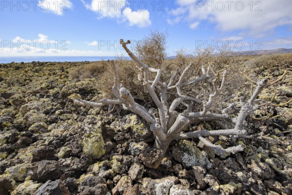 Lava landscape with lava rock volcanic rock from cold lava, dead dried tree bush in the foreground,