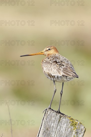 Blacktail (Limosa limosa), sitting room, on a fence post, snipe birds, wildlife, nature