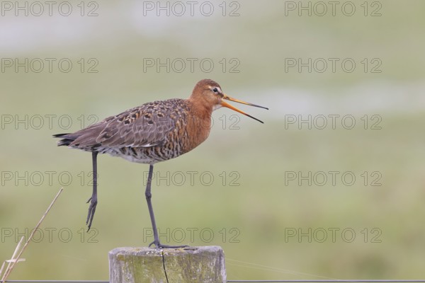 Blacktail (Limosa limosa), calling to sitting room, on a fence post, snipe birds, wildlife, nature