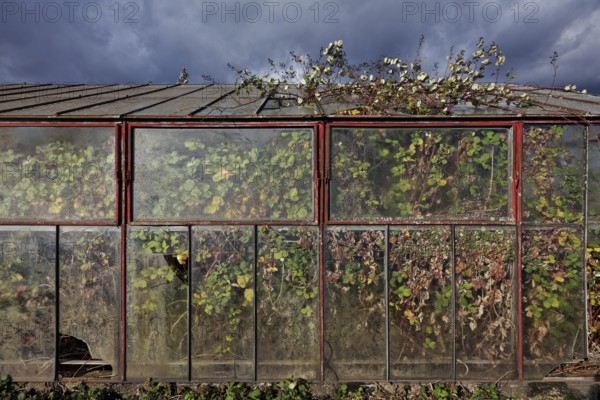 Abandoned greenhouse of a nursery, interior completely overgrown, Lost Place, Düsseldorf, North