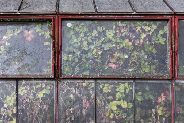 Abandoned greenhouse of a nursery, view of the completely overgrown interior, Lost Place,