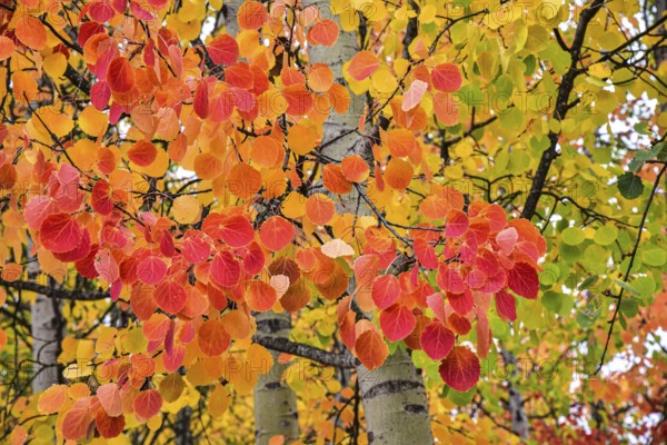 Aspen, (Populus tremula) in an urban park in Augsburg, administrative district of Swabia, Bavaria,