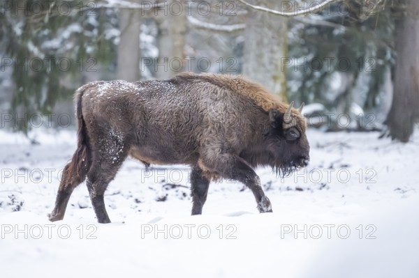 European bison (Bison bonasus) or Wisent walking on a meadow next to the forest in winter, snow,