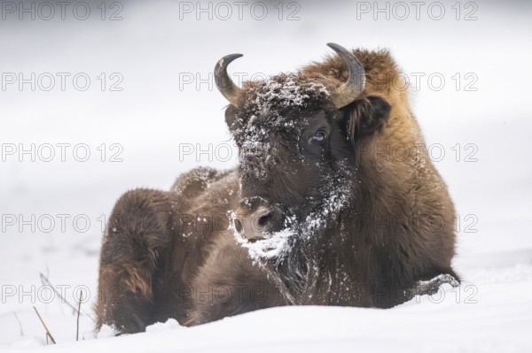 European bison (Bison bonasus) or Wisent lying on a meadow next to the forest in winter, snow,