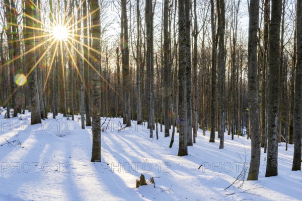 European beech or common beech (Fagus sylvatica) with the moring sun coming through the trees in