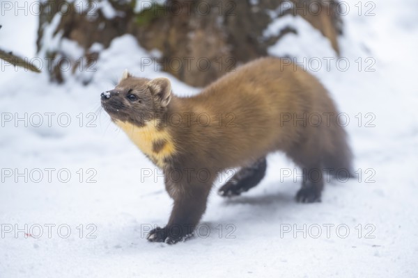 European pine marten (Martes martes) standing in the snow in winter, National Park Bavarian Forest,
