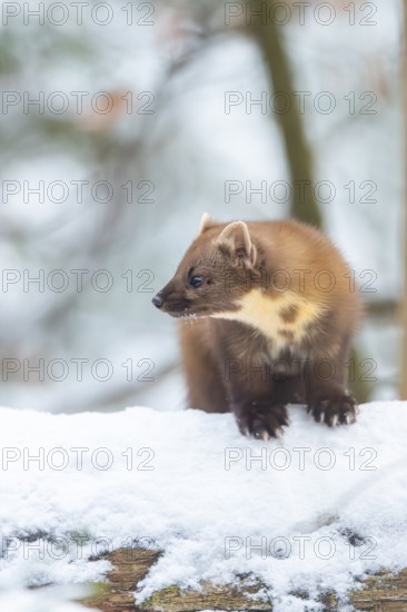 European pine marten (Martes martes) standing in the snow in winter, National Park Bavarian Forest,