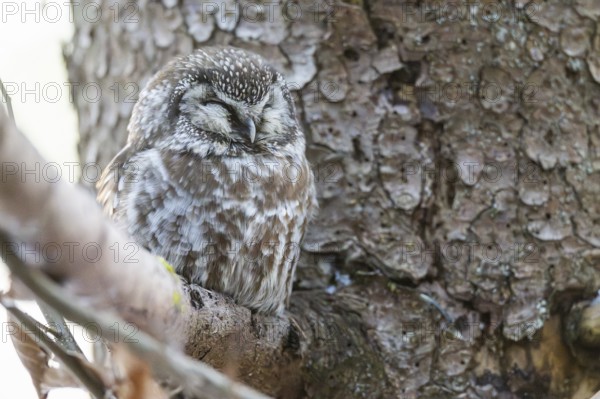 Great Horned Owl (Aegolius funereus) sitting on a branch in winter, National Park Bavarian Forest,
