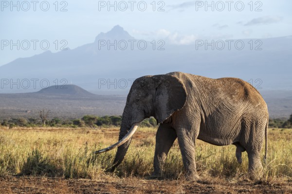 African elephant (Loxodonta africana) in picturesque landscape with the summit of Mount Meru, the