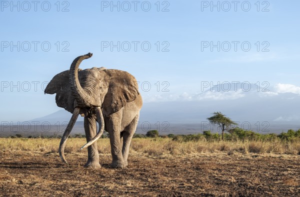 African elephant (Loxodonta africana) in picturesque landscape with the summit of Mount