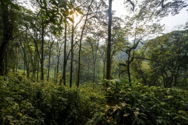 Dense vegetation in mountain rain forest, sun star, primeval forest, Bwindi Impenetrable Forest,