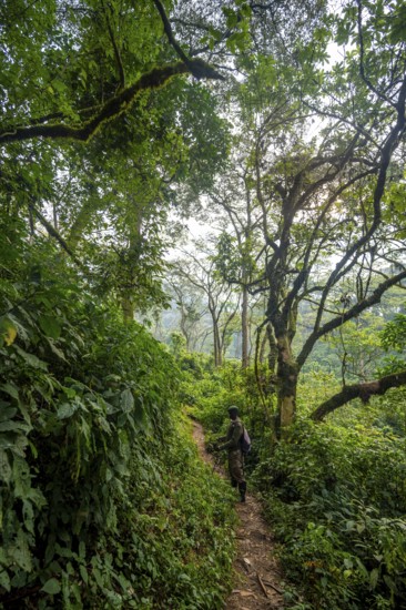 Tourist guide on hiking trail through dense vegetation in tropical mountain rainforest, primeval