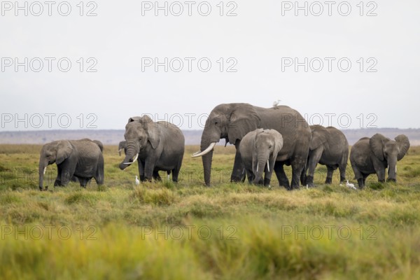 African elephant (Loxodonta africana), herd of herons (Bubulcus ibis), Longinye Swamp, Amboseli
