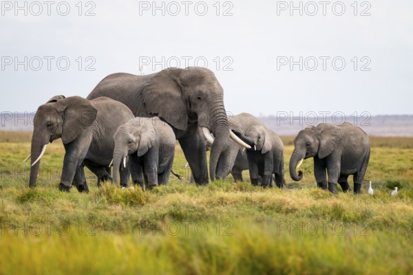African elephant (Loxodonta africana), herd with heron (Bubulcus ibis), Longinye swamp, Amboseli
