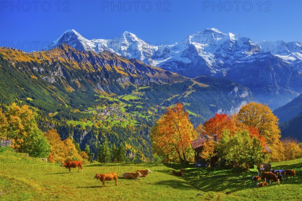 Autumn landscape in the hamlet of Sulwald with views of Wengen and Eiger 3967m, Mönch 4110m and